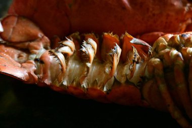 Arka planda nefis ıstakoz.