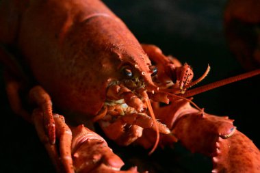 Arka planda nefis ıstakoz.