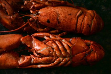 Arka planda nefis ıstakoz.