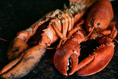 Arka planda nefis ıstakoz.