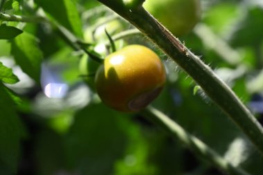 Bahçede yetişen olgun domateslerin yakın görüntüsü 