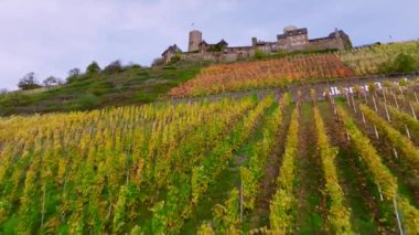 Tepelere kurulmuş Mosel üzüm bağlarındaki Burg Thurant. Thurant Şatosu 'nun, Moselle Nehri' nin, Alman yapımı 4K 'lık hava aracı görüntüleri.