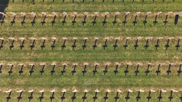 Cruces Blancas Patrón Arriba Tumbas Cementerio Militar Estrasburgo Francia Aerial — Vídeos de Stock