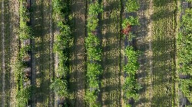 Hava aracı görüntüsü yabanmersini çalı tarlası, organik olgun. Bir dala asılı böğürtlen, biyoloji, sağlıklı yemek, üst manzara, böğürtlenli çiftlik. Yüksek kalite 4k görüntü