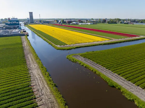 stock image Colorful Blooming Tulip Fields in the Netherlands, Aerial Drone Shot. 4k UHD
