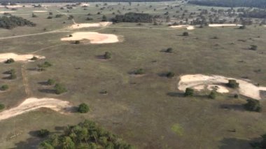 Hollanda 'daki Veluwe Ulusal Parkı, Hava Aracı Atışı. Kum tepeleri ve çam ormanları, yukarıdan manzara. Yüksek kalite 4k görüntü