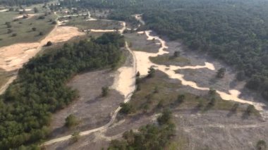 Hollanda 'daki Veluwe Ulusal Parkı, Hava Aracı Atışı. Kum tepeleri ve çam ormanları, yukarıdan manzara. Yüksek kalite 4k görüntü