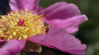 Bal arısı, Pembe Şakayık Çiçeği 'nde nektar toplar. Yavaş Hareket Doğa Tozlaşma Konsepti. Yüksek kalite 4k görüntü