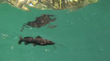 Güzel Cenote Azul 'da yayın balığı, Bacalar, Meksika. Yukatan Yarımadası Cenotes ile ünlüdür, bir Worlds Wonder. Yüksek kalite 4k görüntü