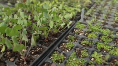 Çiftlikteki saksılarda yetişen yeşil bitki fideleri. Bitki Bakımevinde sera gelişimi konsepti. Yüksek kalite 4k görüntü
