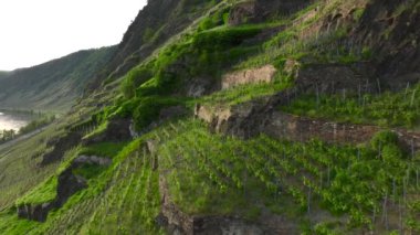 Gün batımında Moselle Vadisi 'nde üzüm bağları, Moselle Nehri' nin ünlü Alman Şarap Bölgesi 'nde insansız hava aracı görüntüleri. Yüksek kalite 4k görüntü