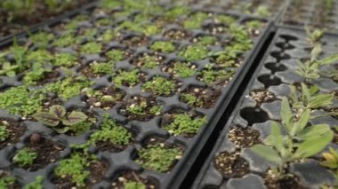 Çiftlikteki saksılarda yetişen yeşil bitki fideleri. Bitki Bakımevinde sera gelişimi konsepti. Yüksek kalite 4k görüntü