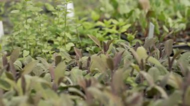 Çiftlikteki saksılarda yetişen yeşil bitki fideleri. Bitki Bakımevinde sera gelişimi konsepti. Yüksek kalite 4k görüntü