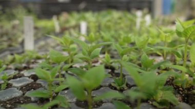 Çiftlikteki saksılarda yetişen yeşil bitki fideleri. Bitki Bakımevinde sera gelişimi konsepti. Yüksek kalite 4k görüntü