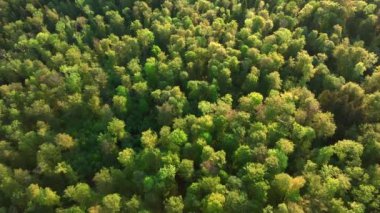 Ormana güneş doğarken ya da gün batımında hava yoluyla yaklaşım. Kuşbakışı manzara, Almanya 'nın Country Side' ı. Yüksek kalite 4k görüntü