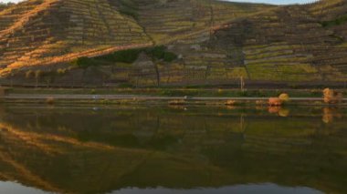 Gün batımında Moselle Vadisi 'nde üzüm bağları, Moselle Nehri' nin ünlü Alman Şarap Bölgesi 'nde insansız hava aracı görüntüleri.