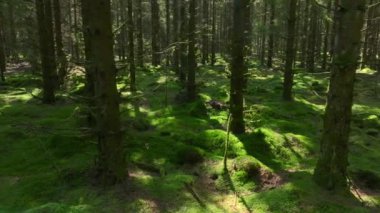 Danimarka 'da Kozalaklı Çam Ormanı güneşli bir sabah vakti güneş ışınları geçer. Sihirli Yeşil Yosun ormandaki çöplerin üzerinde. Yüksek kalite 4k görüntü