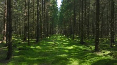 Danimarka 'da Kozalaklı Çam Ormanı güneşli bir sabah vakti güneş ışınları geçer. Sihirli Yeşil Yosun ormandaki çöplerin üzerinde. Yüksek kalite 4k görüntü