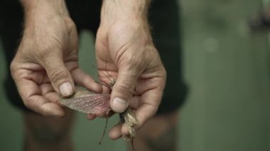 Kolunda Çubuk Böceği, Phobaeticus Serratipes, Dev Malezya sopa çekirgesi var. Böcekbilim Atölyesi. Yüksek kalite 4k görüntü