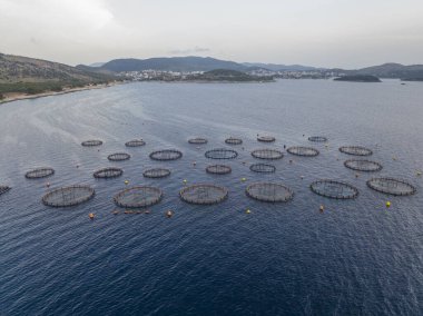 Aquaculture deniz balıklarının yüzen kafeslerinin, Adriyatik Denizi 'ndeki açık deniz deniz ürünleri endüstrisinin havadan çekilmiş görüntüleri. Somon balığı. 4k UHD