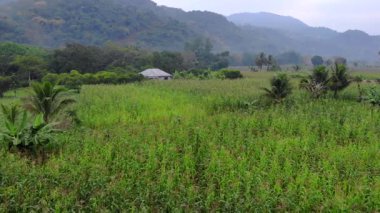 San Luis Potosi, Meksika 'da Tropikal Orman ve Dağlarla çevrili Evergreen Corn Fields. Hava Aracı Atışı. Yüksek kalite 4k görüntü