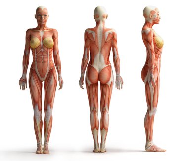 Kadın anatomisi beyaza izole edilmiş.