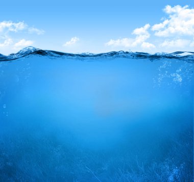 Deniz bitkileri ile basit sualtı sahne