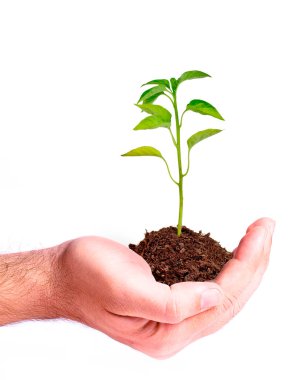 genç bitki tutan el