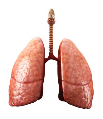Sağlıklı akciğerler beyaz üzerine izole