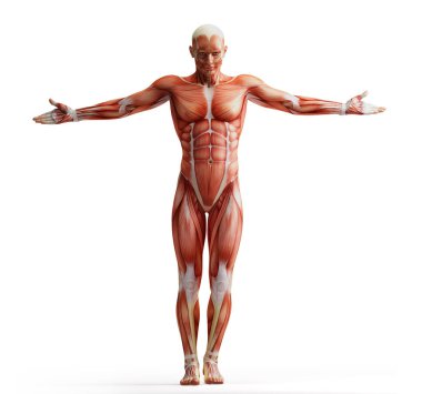 Anatomi, beyaz kaslar.