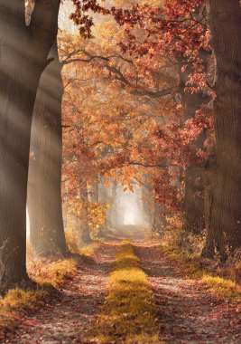 Ağaçlar ve yapraklarla dolu bir sonbahar ormanı. Bulvar ağaçları