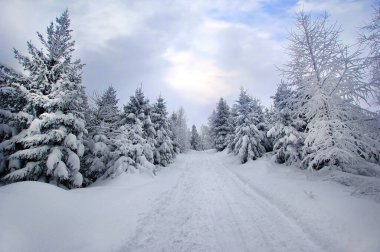 Kış manzarası. Karlı manzara. Soğuk bir gün. Karda ağaçlar
