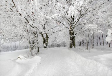 Kış dağı manzarası. Karla kaplı ağaçlar