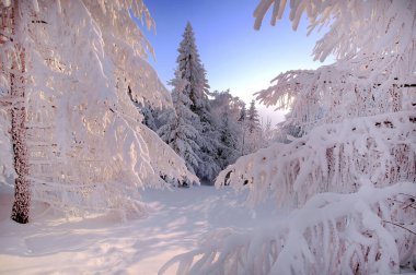 Kış dağı manzarası. Karla kaplı ağaçlar