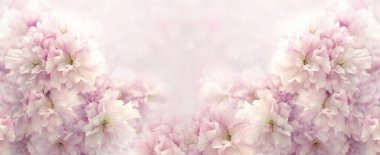 Pastel renklerde açan kiraz çiçekleri