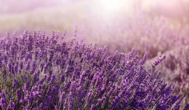 Arka planda mor çiçekli lavanta tarlası