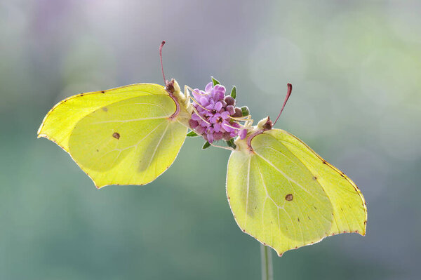 Macro butterflies Gonepteryx rhamni on the flower