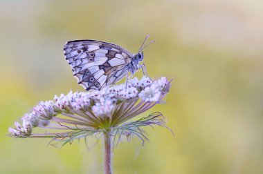 Çiçekteki Macro Kelebeği Melanargia Galaksisi