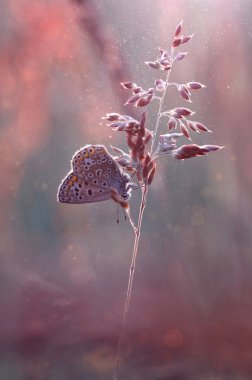 Macro butterfly Polyommatus icarus on the meadow grass