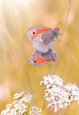 Macro butterfly Coenonympha pamphilus during copulation