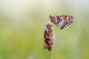 Macro butterfly Melitaea athalia on the field meadow