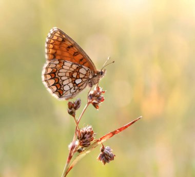 Macro butterfly Melitaea athalia on the field meadow