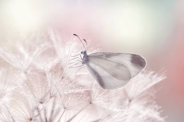 Macro butterfly Leptidea sinapis on the dandelion 