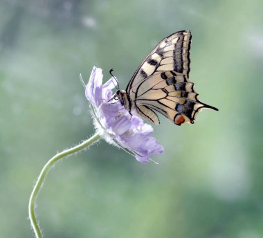 Butterfly Papilio machaon on a pink flower