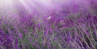 Pieris brassicae butterfly on lavender flower