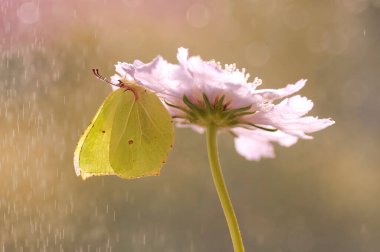 Bir çiçeğin üzerindeki Macro kelebeği Gonepteryx rhamni