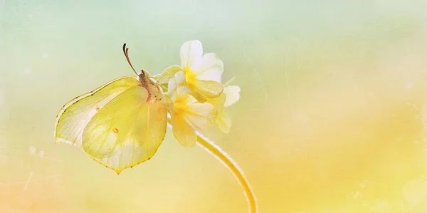 Makroschmetterling Gonepteryx Rhamni Auf Der Blume — Stockfoto