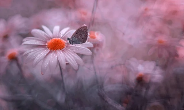 Macro Butterfly Polyommatus Icarus Meadow — Stockfoto