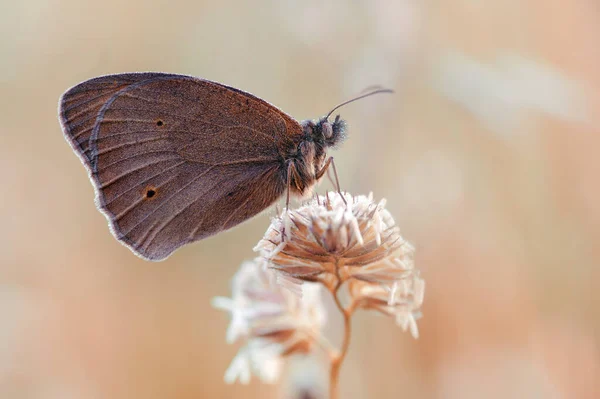 Macro Butterfly Aphantopus Hyperantus Dew — Zdjęcie stockowe