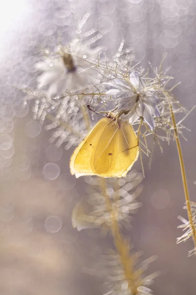 Macro Butterfly Gonepteryx Rhamni Nigella Damascena Flower — Stockfoto